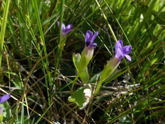 Gentianopsis simplex