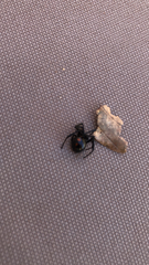 Latrodectus variolus