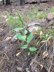 Asclepias hypoleuca