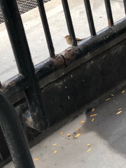 Passer domesticus