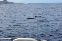 Feresa attenuata