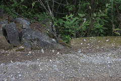 Trochalopteron elliotii