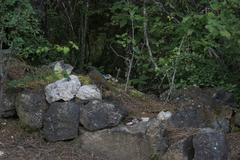 Trochalopteron elliotii