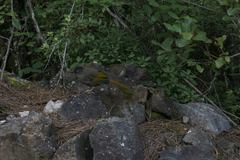 Trochalopteron elliotii