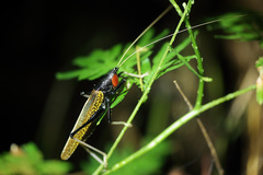 Macroxiphus sumatranus