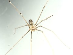 Pholcus phalangioides