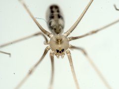 Pholcus phalangioides