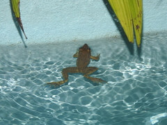 Lithobates maculatus