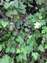 Rubus neomexicanus