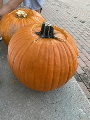 Cucurbita maxima maxima