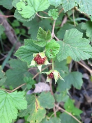 Rubus neomexicanus