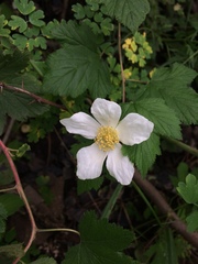 Rubus neomexicanus