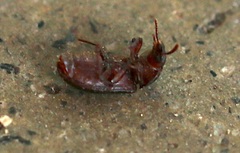 Tenebrionini