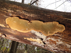 Phellinopsis conchata