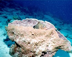 Epinephelus guttatus