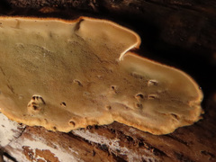 Phellinopsis conchata