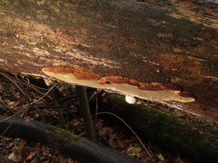 Phellinopsis conchata