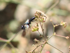 Dryudella caerulea