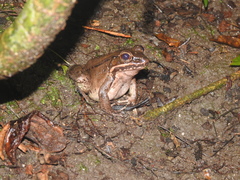 Lithobates maculatus
