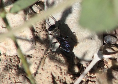 Dryudella caerulea