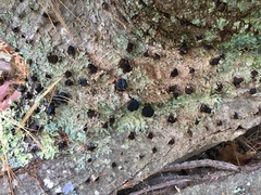 Tephromelataceae