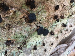 Tephromelataceae