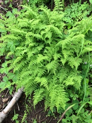 Cystopteris reevesiana