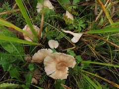 Cuphophyllus cereopallidus