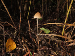 Psathyrella gracilis