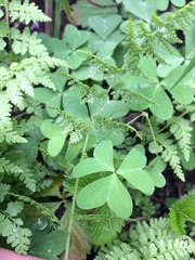 Cystopteris reevesiana