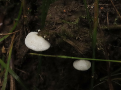 Clitopilus hobsonii