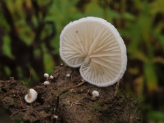 Clitopilus hobsonii