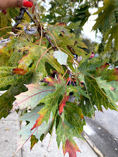 Acer saccharinum