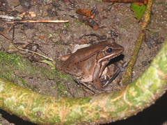 Lithobates maculatus