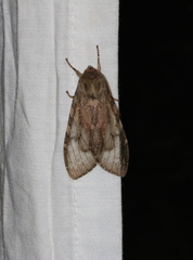 Pseudohemihyalea labecula