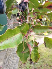 Pyrus calleryana