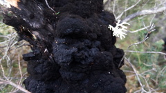 Hormiscium ericae