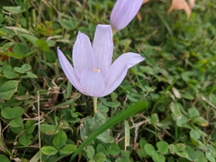Crocus kotschyanus