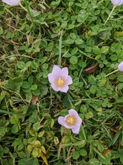 Crocus kotschyanus