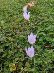 Crocus kotschyanus