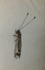 Ululodes quadripunctatus