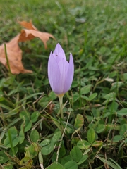 Crocus kotschyanus