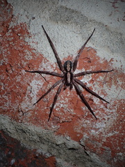 Ctenus hibernalis