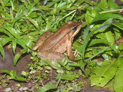 Lithobates maculatus