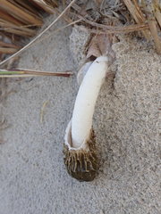 Phallus hadriani