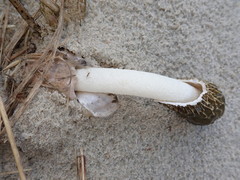 Phallus hadriani
