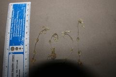 Cerastium semidecandrum