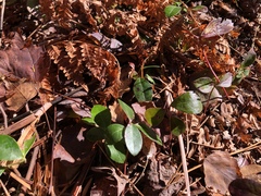 Gaultheria procumbens image