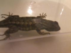 Sceloporus occidentalis occidentalis
