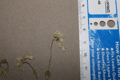 Cerastium semidecandrum